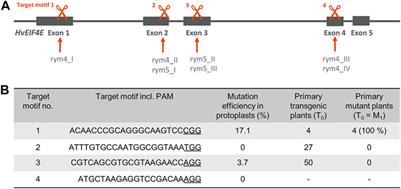 Targeted Knockout of Eukaryotic Translation Initiation Factor 4E Confers Bymovirus Resistance in Winter Barley